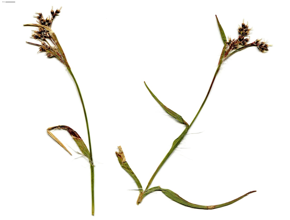Luzula campestris subsp. campestris (Juncaceae)